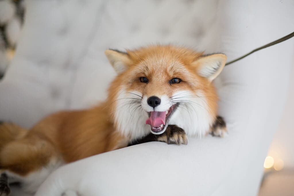 red fox on a chair