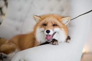 How Fast Are Foxes? Discover Top Speeds and Agility Picture