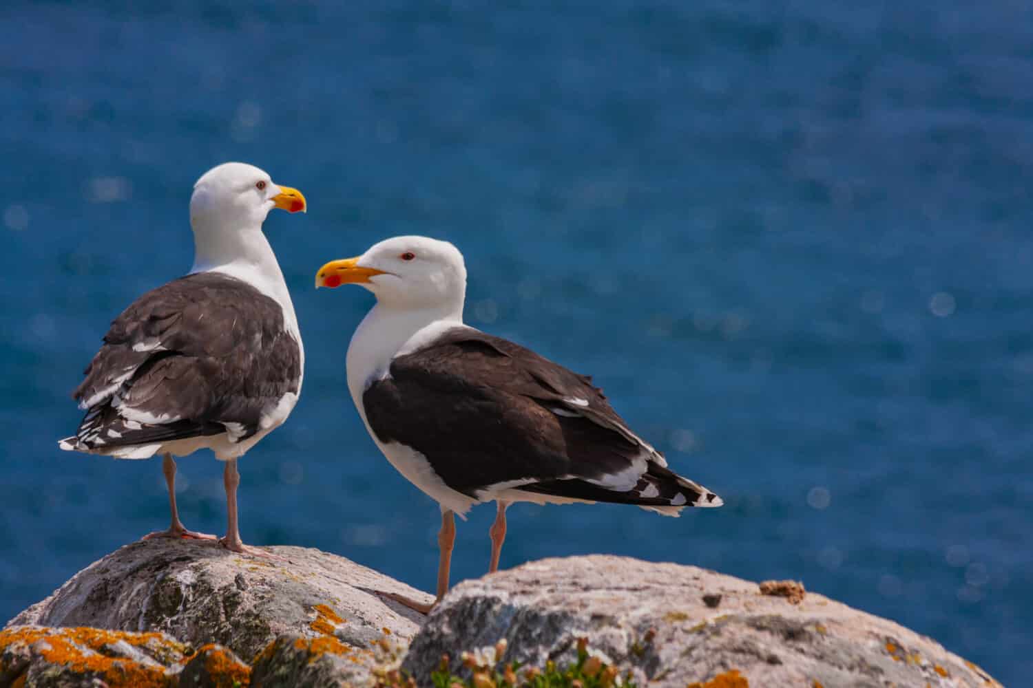 Great black-backed gulls (Larus marinus) standing on rocks looking out to blue sea North Atlantic ocean. Two seabirds largest gulls at Irish coast, Saltee Islands, Ireland, Europe