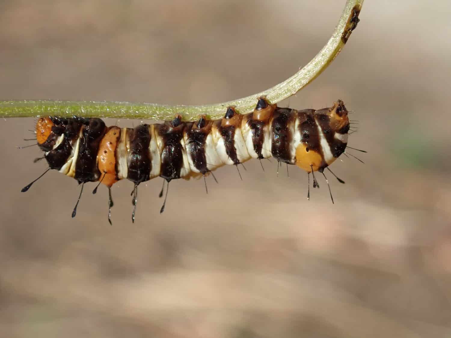 Joseph's Coat Moth larvae Agarista agricola, Bomaderry NSW Australia