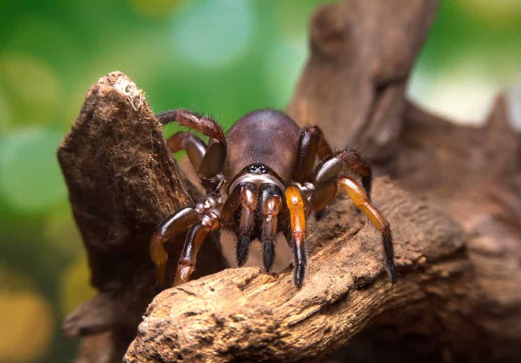trapdoor spider on the wood .