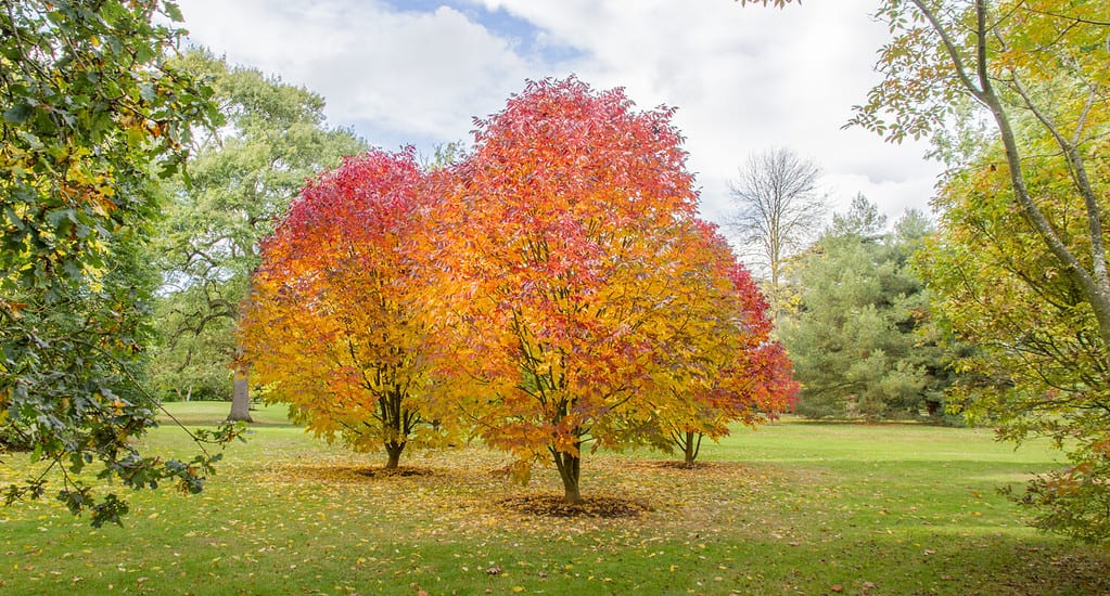 White Ash (Fraxinus americana) in the full colour display for the autumn sun