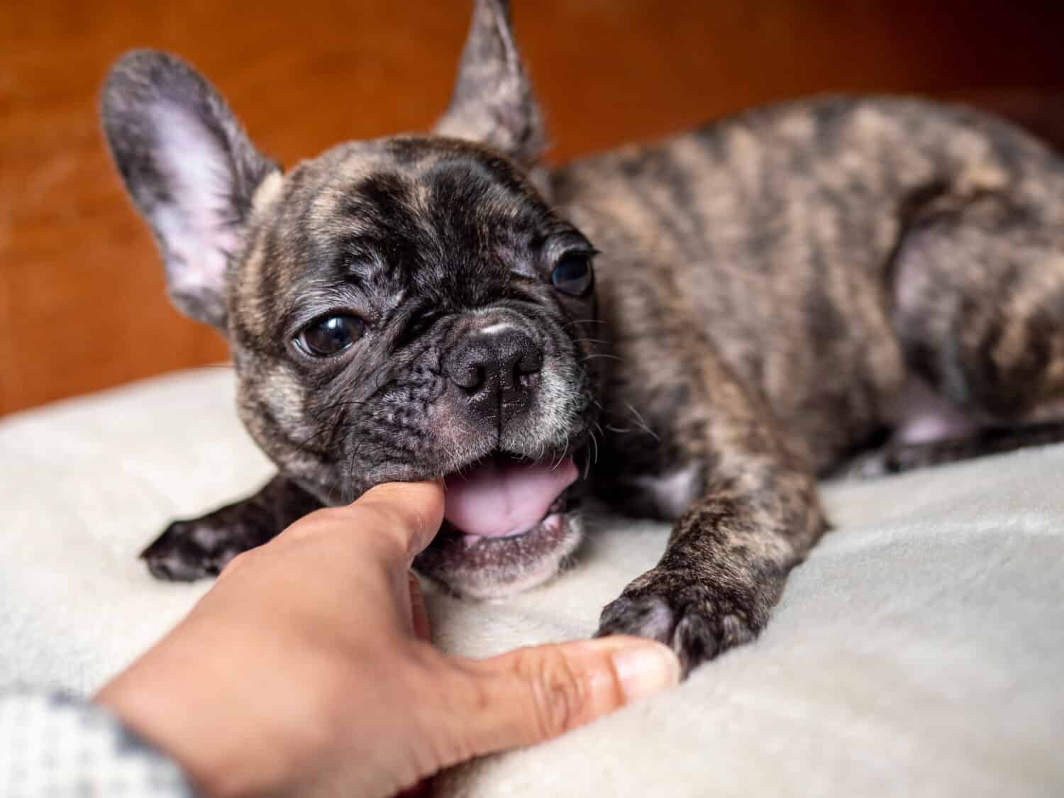Baby French bulldog chewing a finger