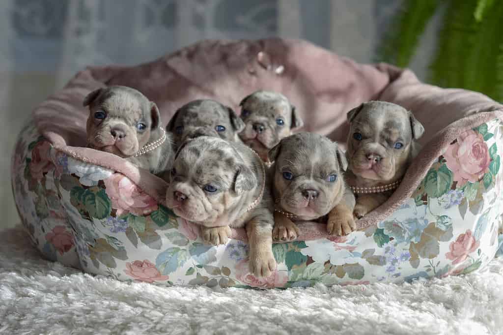 Small blue merle French bulldog puppies sitting in a dog bed