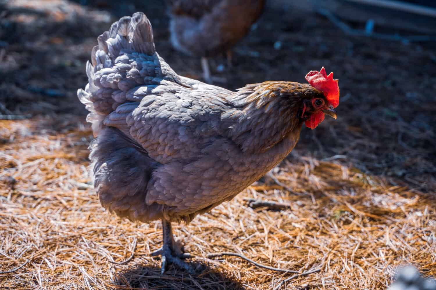 French Blue Copper Maran on the Farm