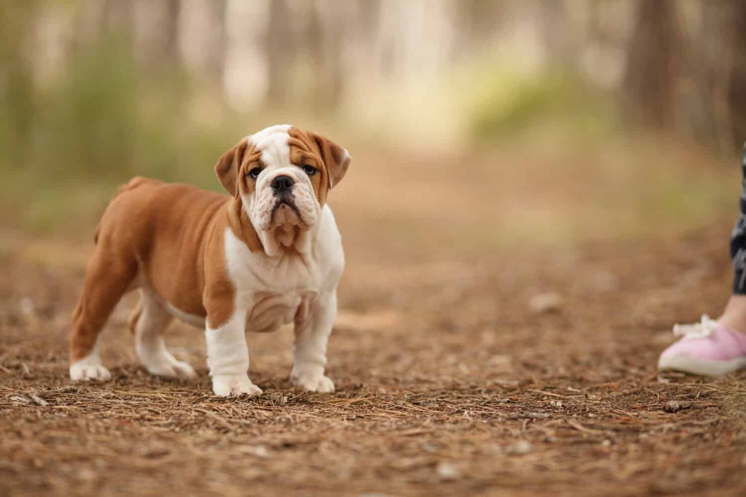 Cute English bulldog puppy of red and white color on a walk in the woods. Place for the inscription. Concept: veterinary medicine, breed, dog care.