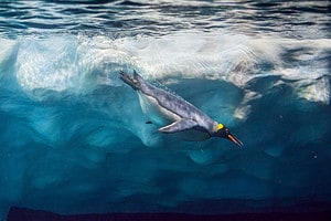 Discover How Fast Penguins Can Swim: Top Speeds and Interesting Facts! Picture