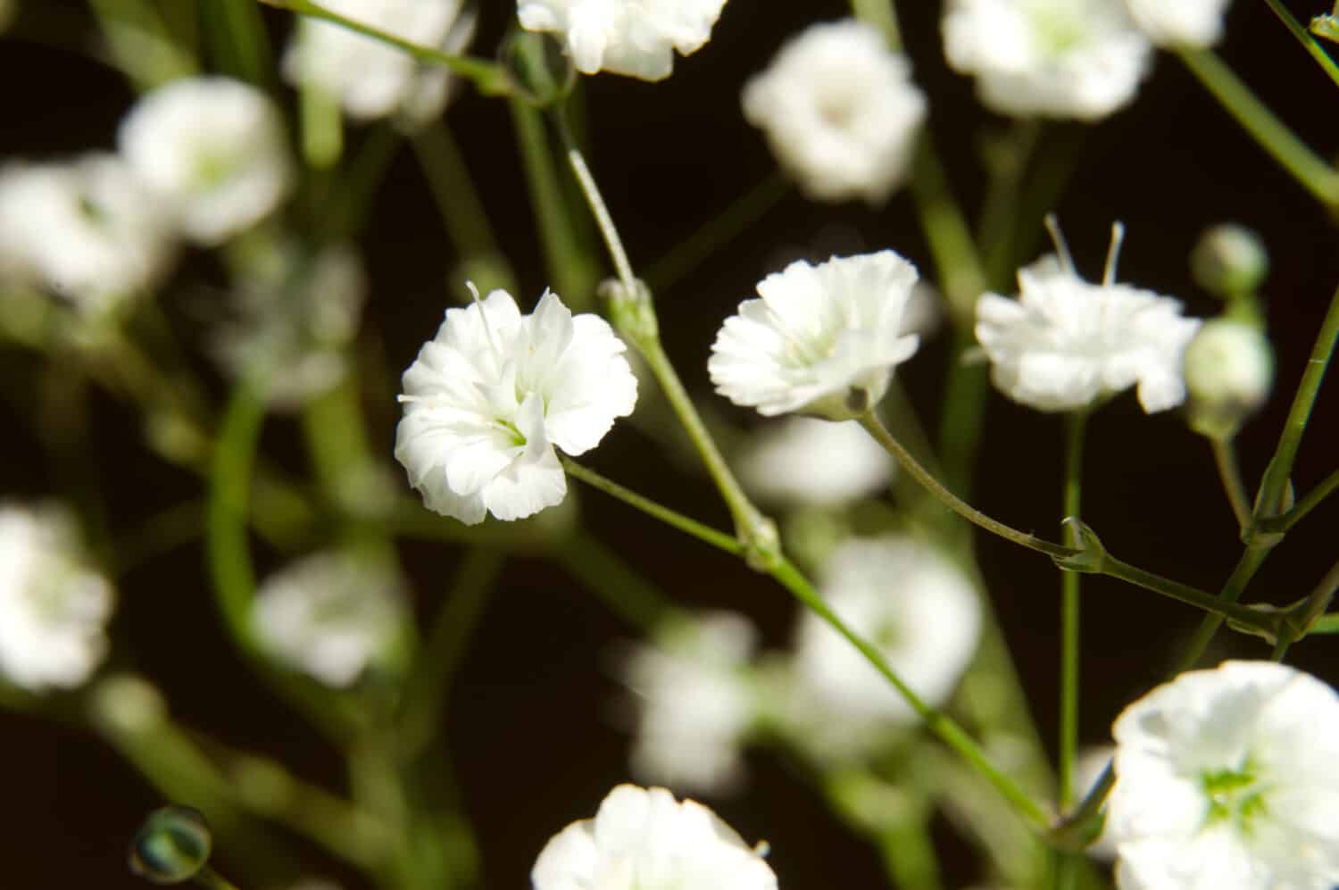 The name of these flowers is Annual Baby's-breath,Showy Baby's-breath.Scientific name is Gypsophila elegans.