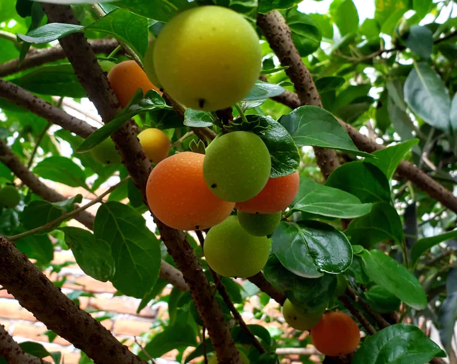Chinese plum, scientific name of this yummy acid friuit is: Dovyalis abyssinica. Also known as Japanese plum. 