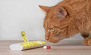 Aspirin Dosage Chart for Cats: Risks, Side Effects, Dosage, and More Picture