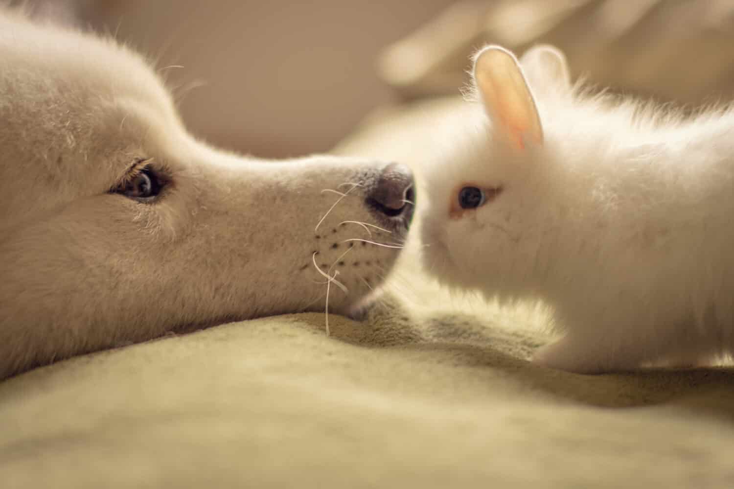 Cuttest mini bunny lionhead playing with dog.