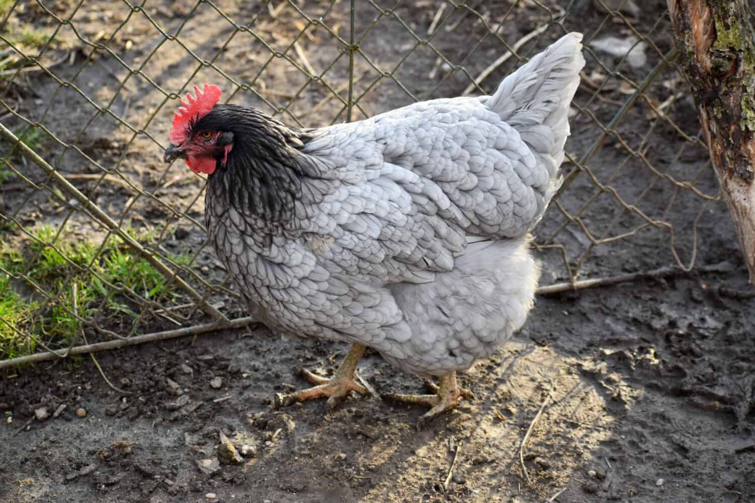 Hen of the Plymouth Rock Chicken - blue variety 