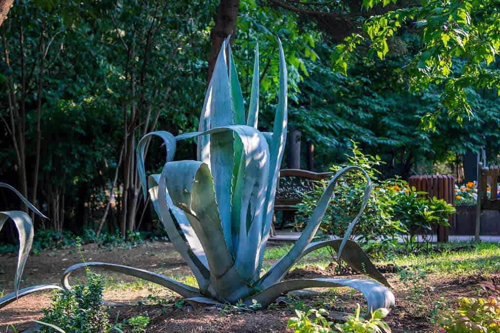 Agave Americana or century plant with long green leaves with prickly margins, growing in a park