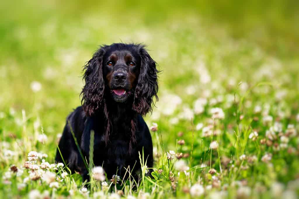 are English springer spaniels the most troublesome dog?