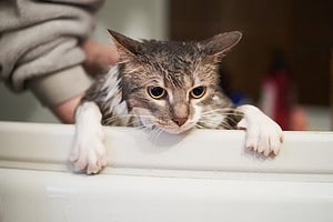 4 Reasons You Shouldn’t Bathe Your Cat – and 4 Exceptions Picture