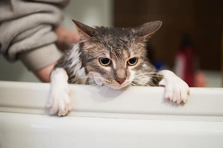 Bath or shower to domestic cat ,feel scared, cat hate bath time.