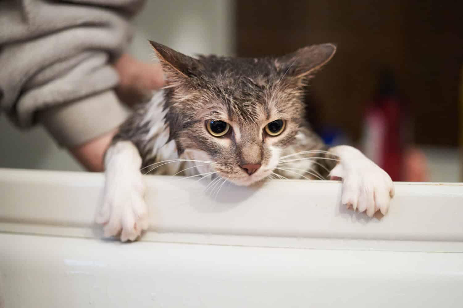 4 Reasons You Shouldn't Bathe Your Cat - and 4 Exceptions - A-Z Animals