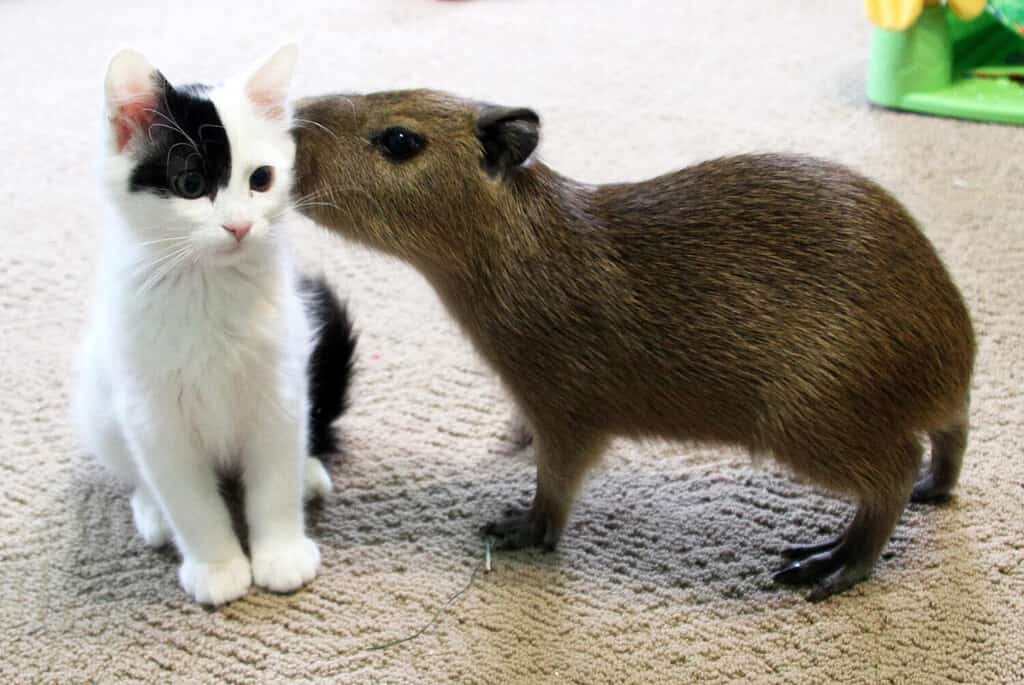 baby capybara whispering to kitten