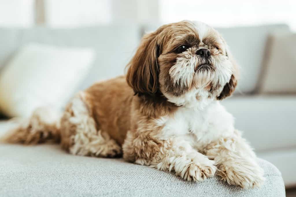 Shih tzu dog relaxing on the sofa in the living room.