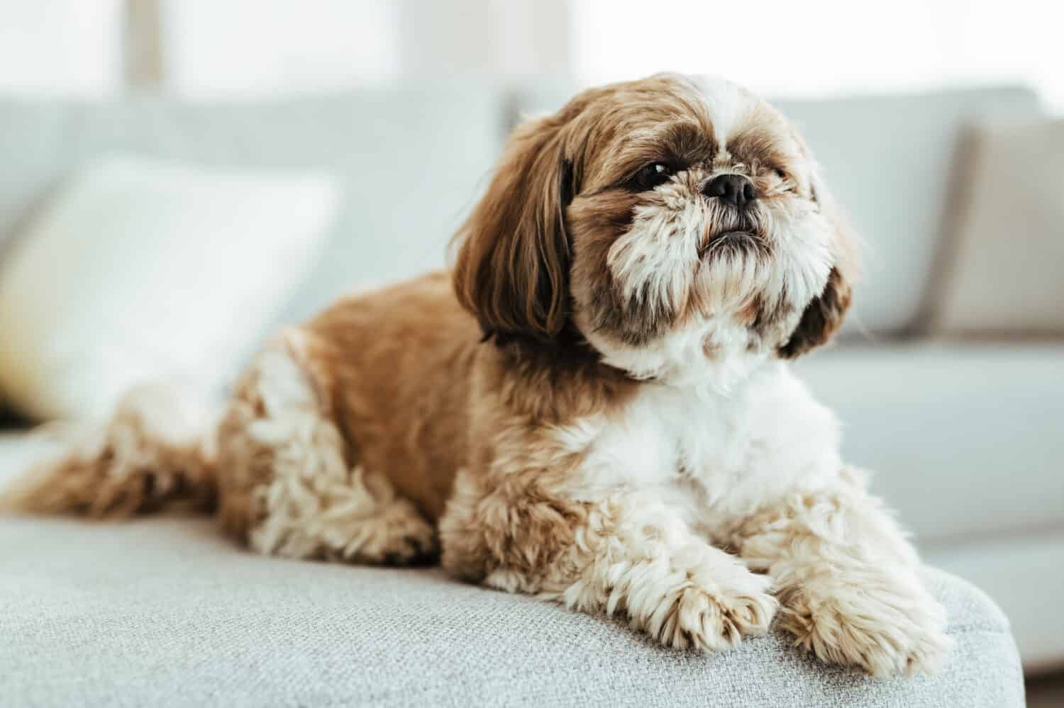 Shih tzu dog relaxing on the sofa in the living room. 