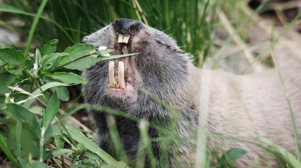 Angry greater mole-rat teeth attack