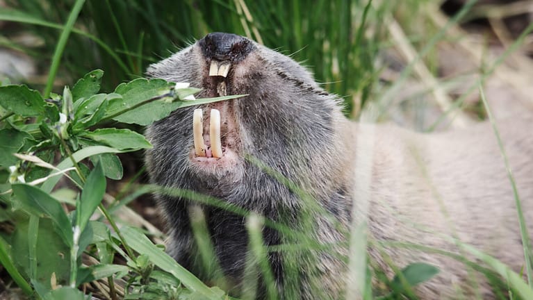 Angry greater mole-rat teeth attack
