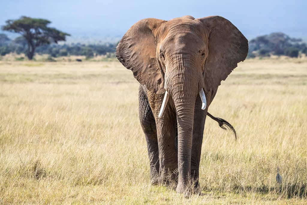 Bull elephant, loxodonta africana, in the grasslands of Amboseli National Park, Kenya. Front view.