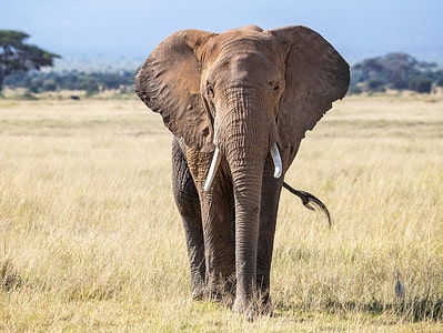 A African Elephant