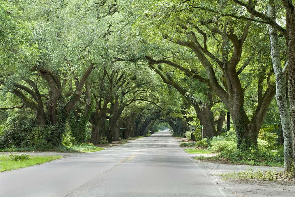 Oak canopied South Boundary Street in Aiken, South Carolina.
