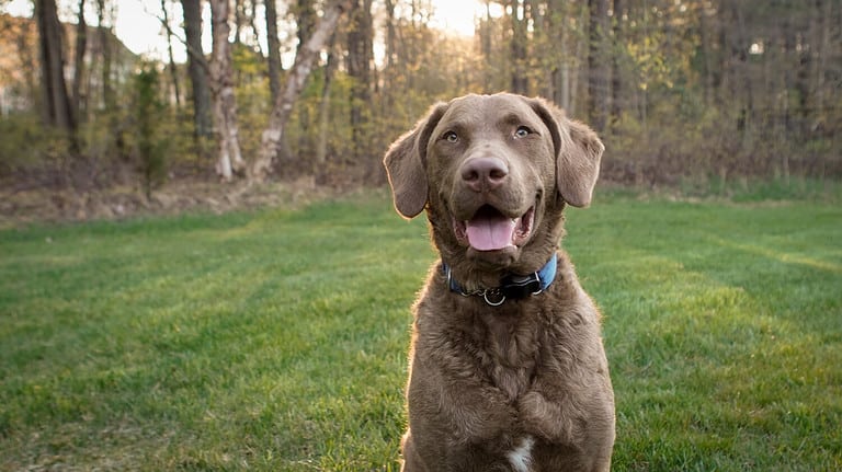 Portrait of a Chesapeake Bay Retreiver