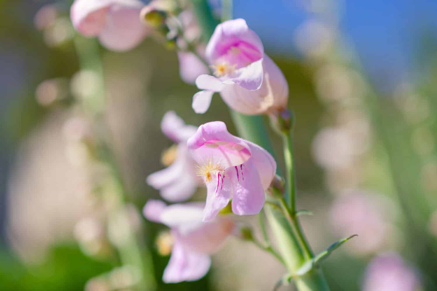 Close-Up of Penstemon Palmeri  Flowers
