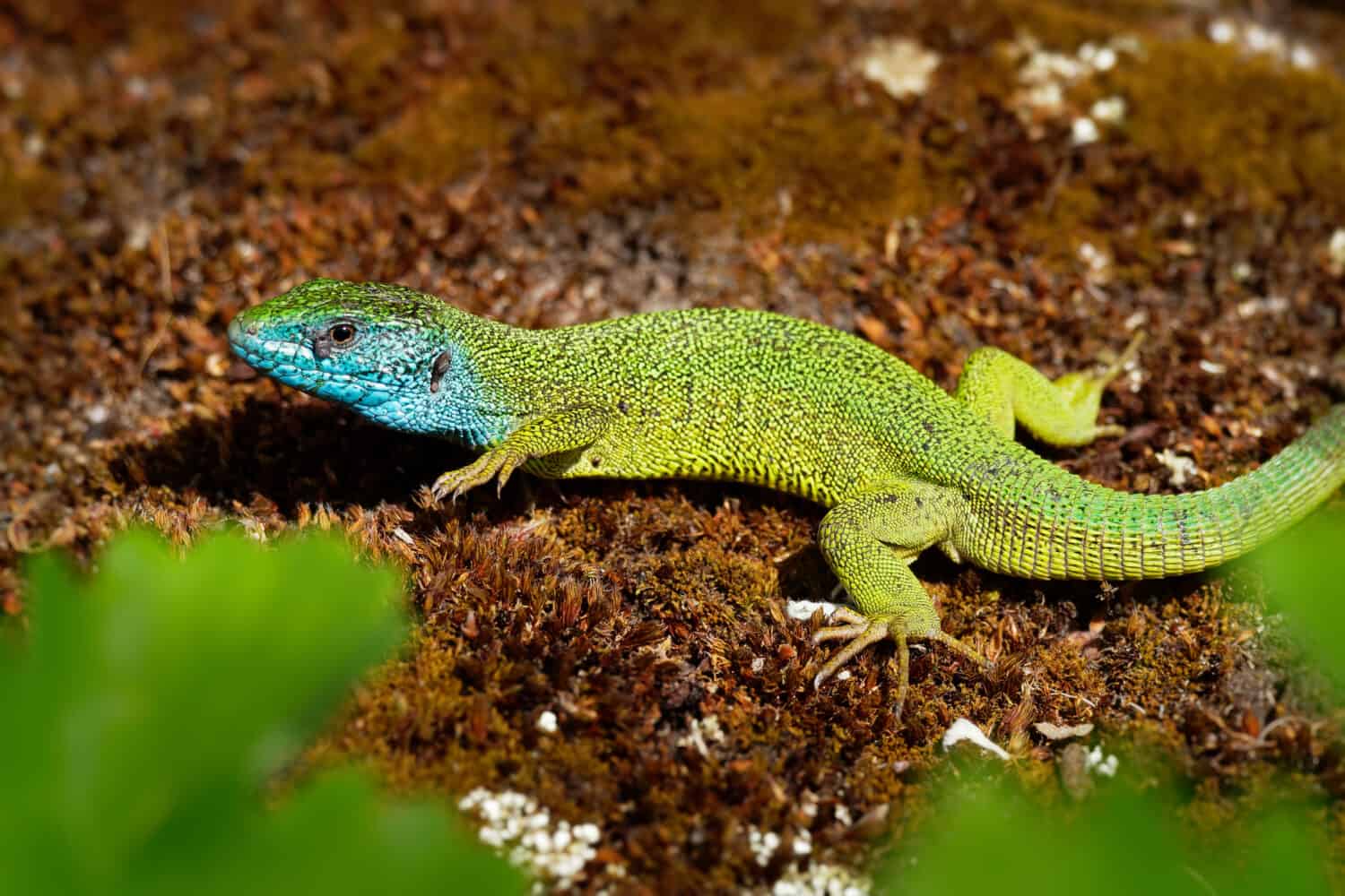 European Green Lizard - Lacerta viridis - large green and blue lizard distributed across European midlatitudes, male with the tick (harvest-mite) on the body. Often seen sunning on rocks or lawns.