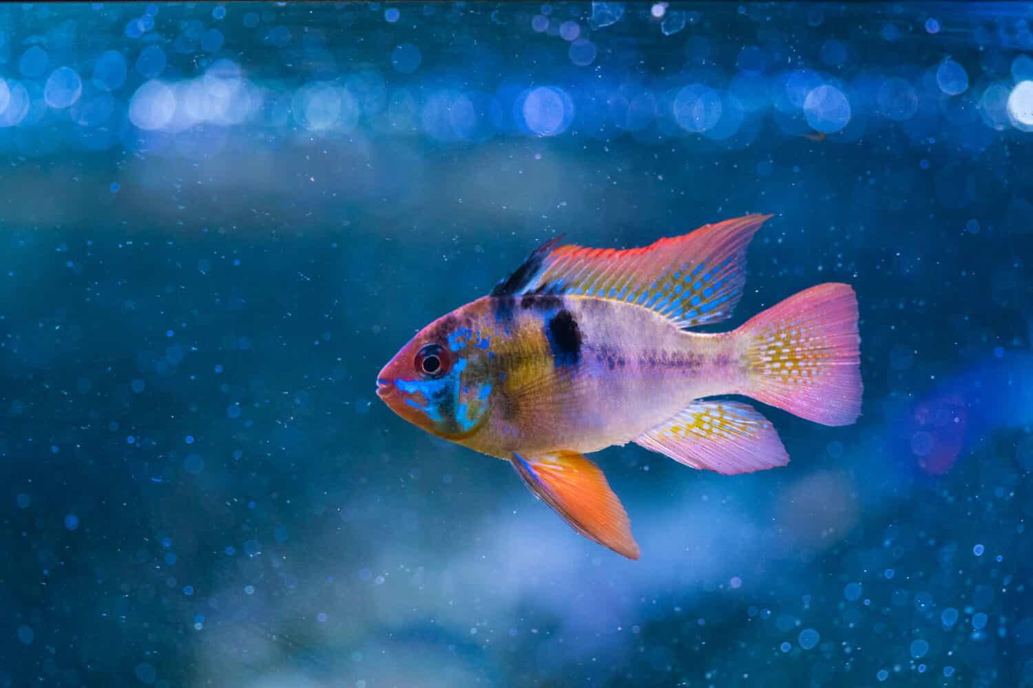 Ram cichlid male, Microgeophagus ramirezi surrounded by blue waterwith bubbles