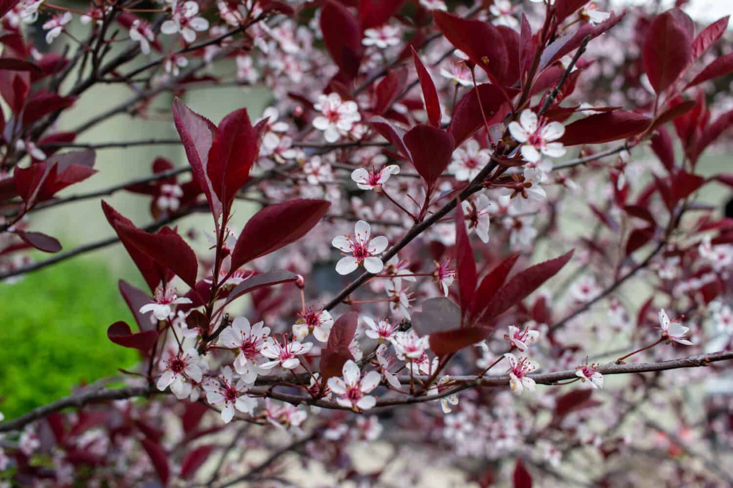 Close up abstract view of beautiful white blooming purple leaf sand cherry (prunus cistena) blossoms, with defocused background