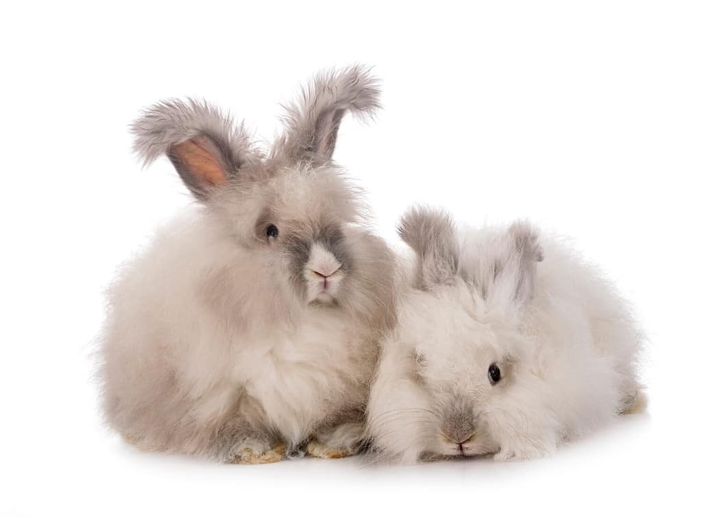English Angoras in front of white background