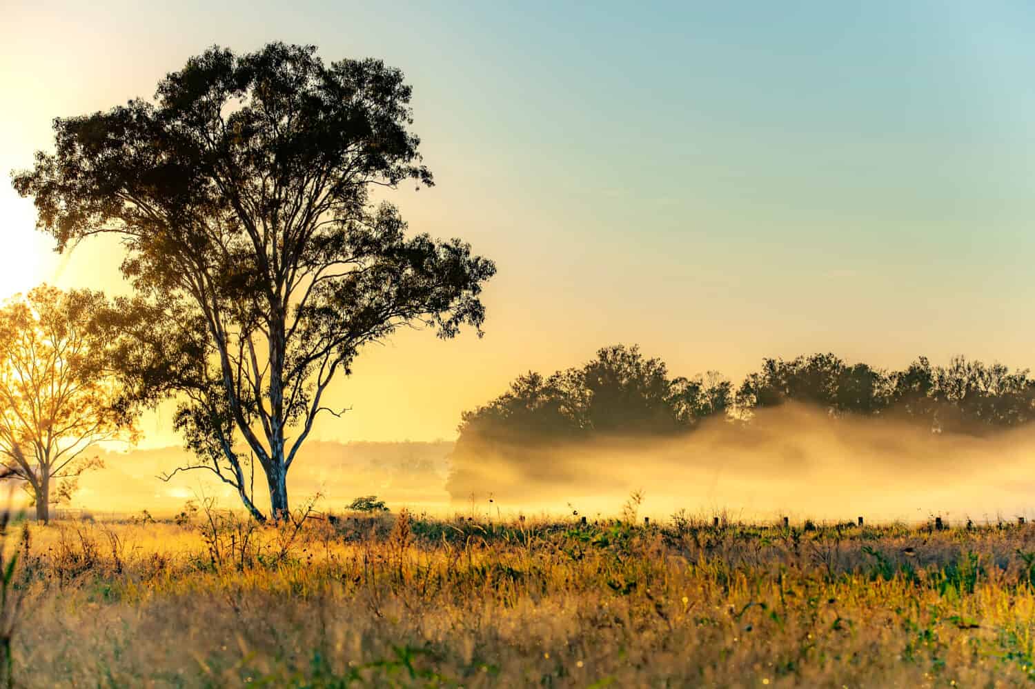 A Misty Morning in Rural Australia.  Tarome, south of Brisbane.