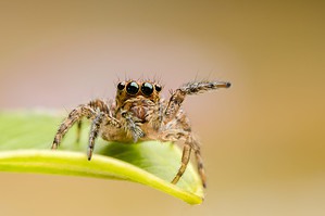 Baby Jumping Spider: 7 Pictures and 7 Incredible Facts Picture