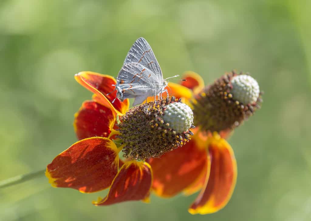 Orange and Yellow Upright Prairie Coneflower with White Hairstreak Butterfly against Green Bokeh Background