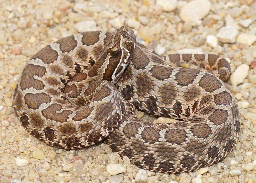 Deadly snakes - Desert (Western) Massasauga rattlesnake, Sistrurus catenatus edwardsi, coiled and ready to strike