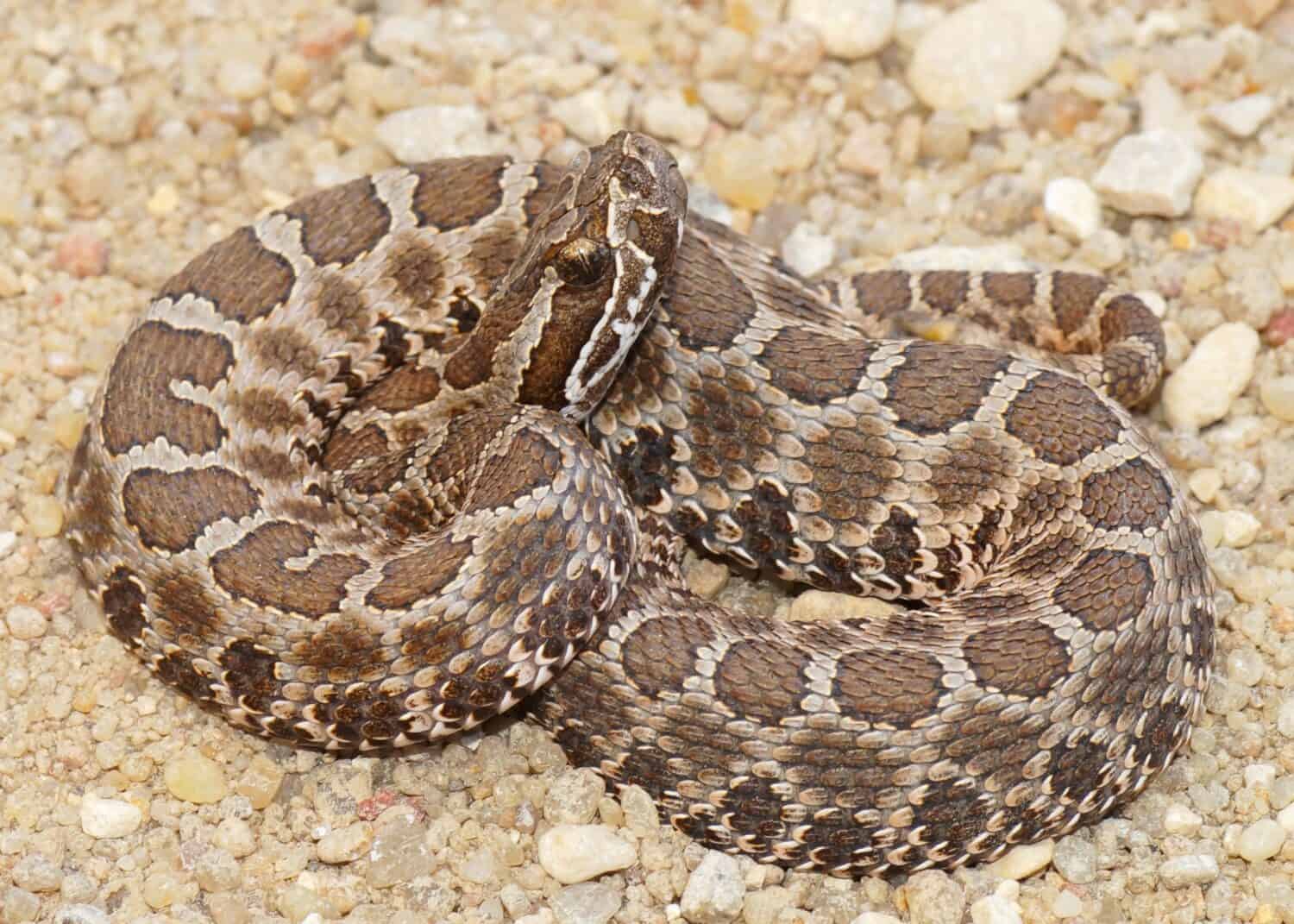 Deadly snakes - Desert (Western) Massasauga rattlesnake, Sistrurus catenatus edwardsi,  coiled and ready to strike