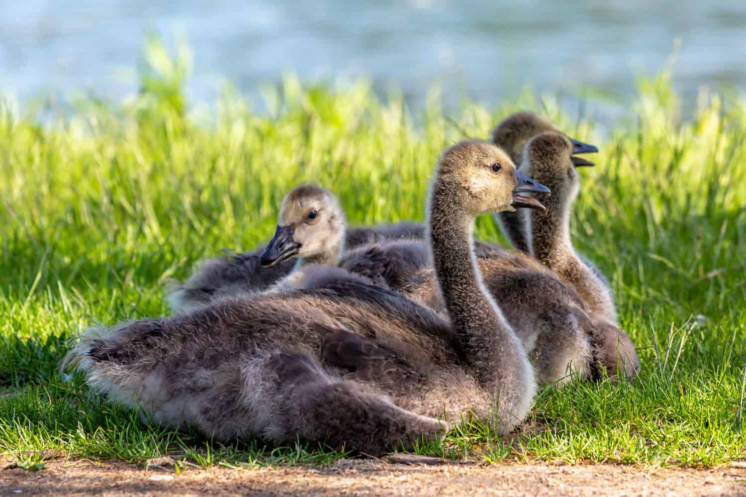 juvenile goslings growing up really fast