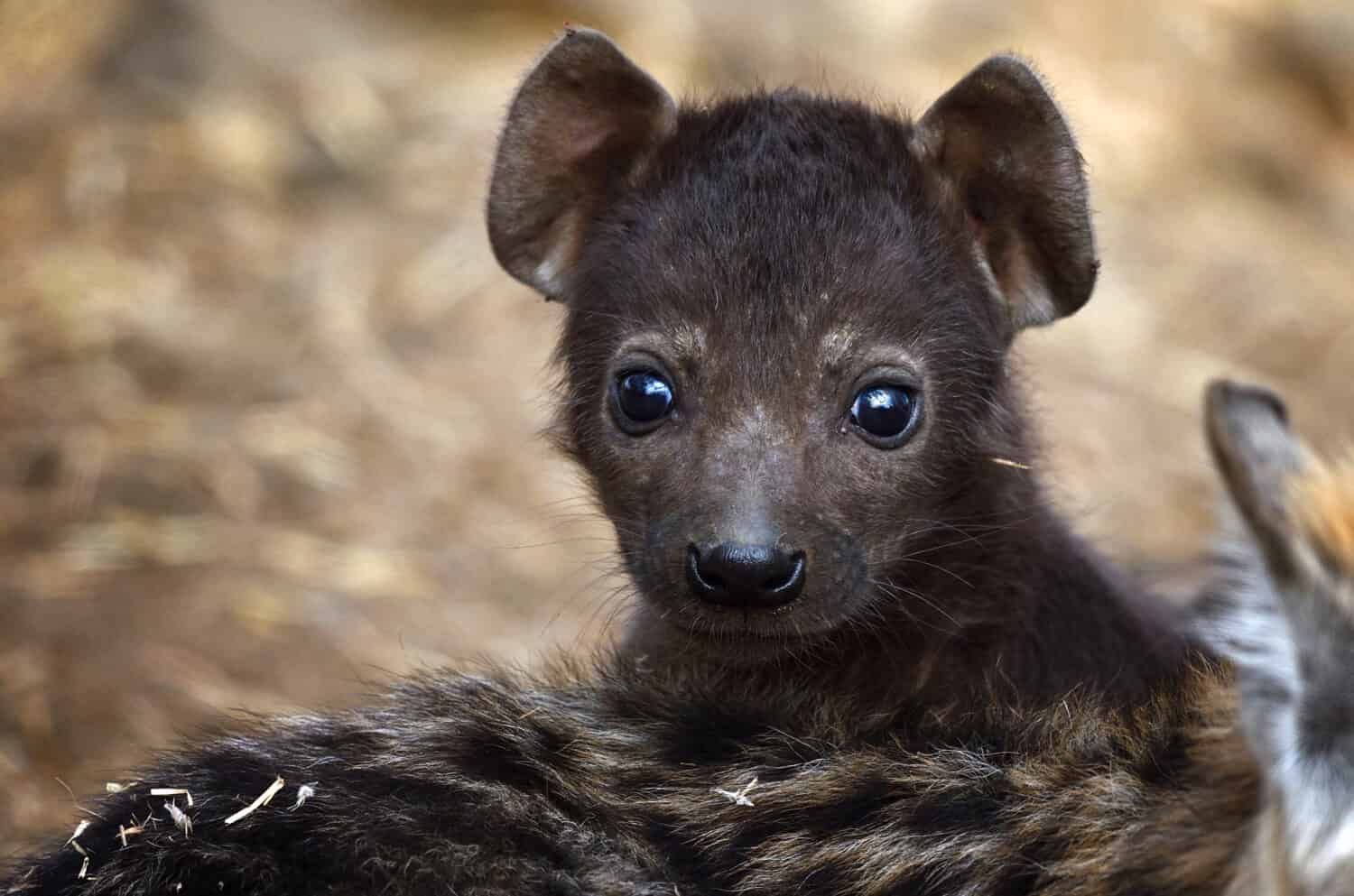 A tiny baby Spotted Hyena cub with all black fur close up