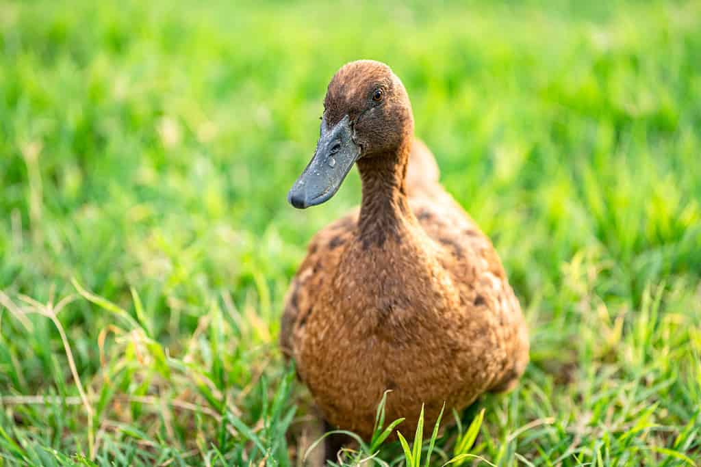 Khaki Campbell ducks that enjoy walking on green grass....