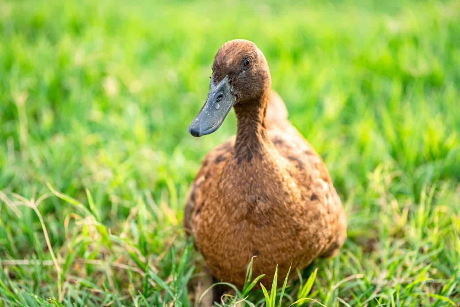 Khaki Campbell ducks that enjoy walking on green grass....