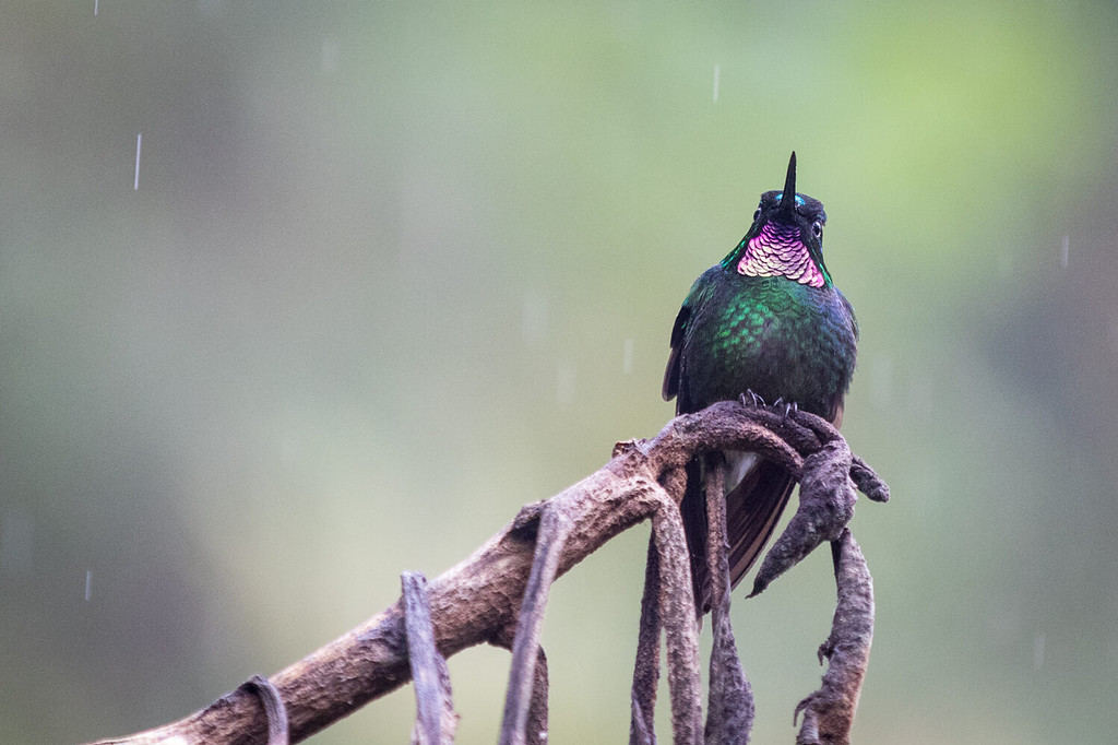 Pink-throated brilliant hummingbird on branch with rain and green background in Colombia South America