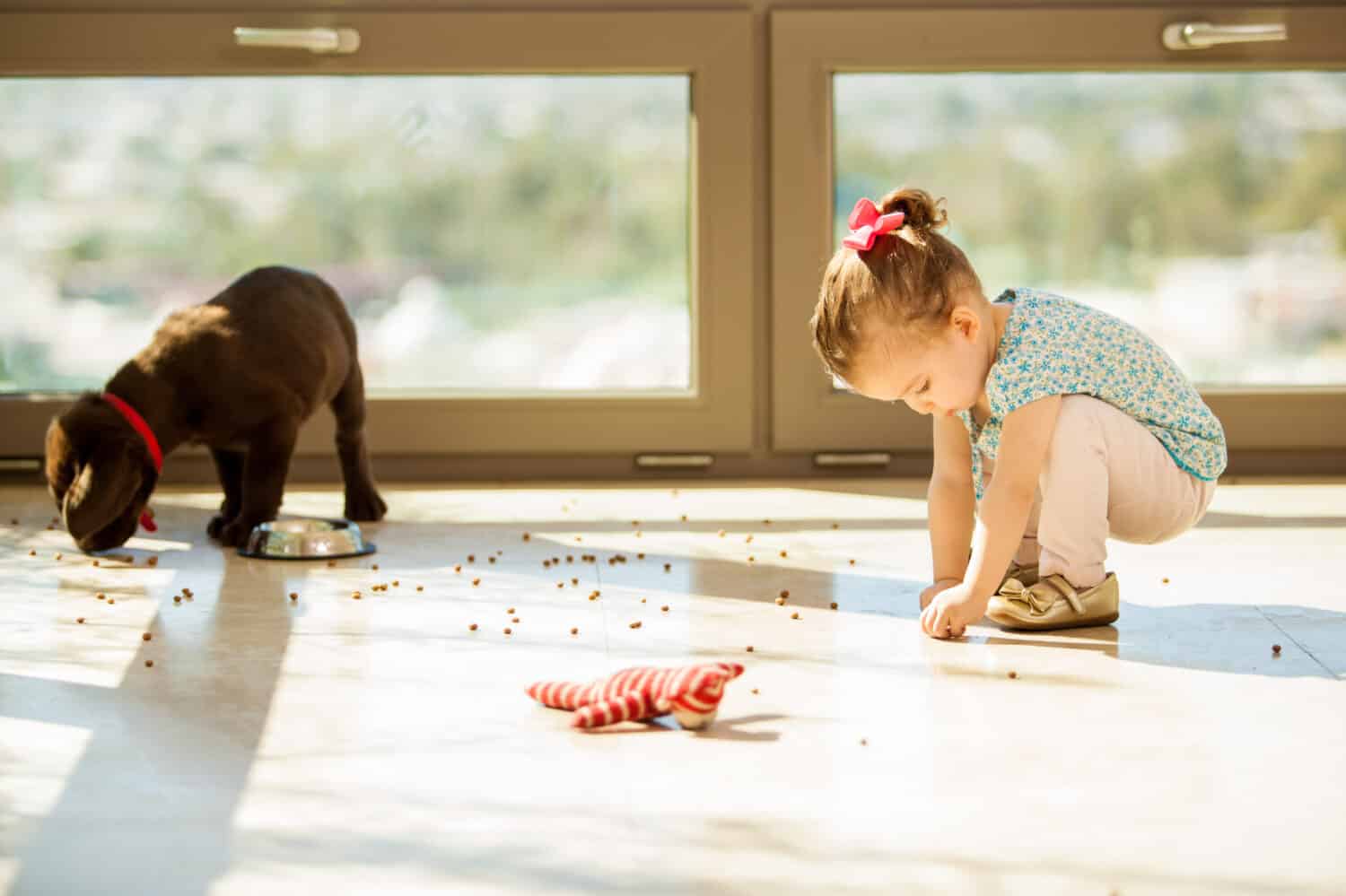 Cute Labrador puppy making a mess with his food while a little girl helps him pick it up