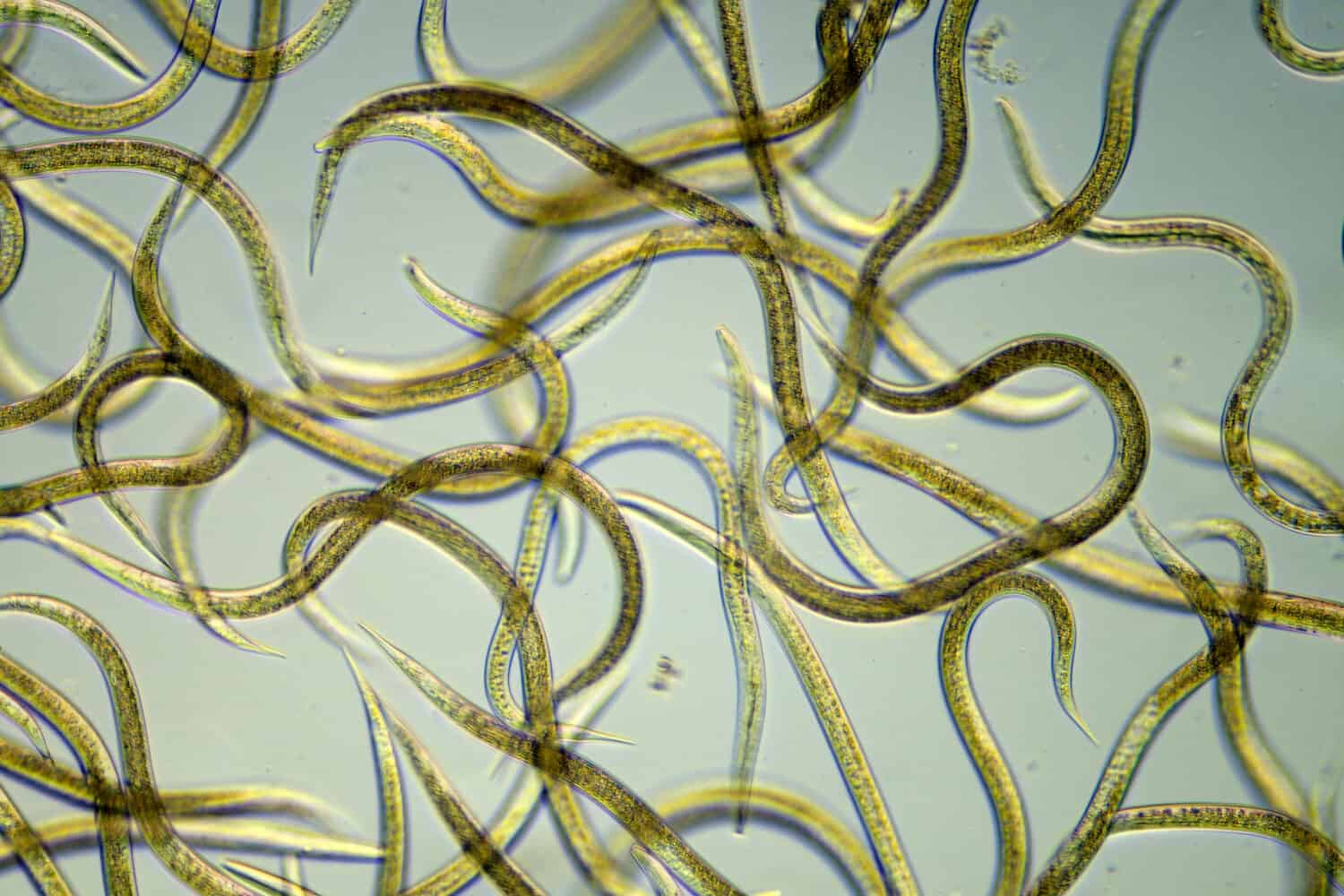 Nematode Pictures - AZ Animals