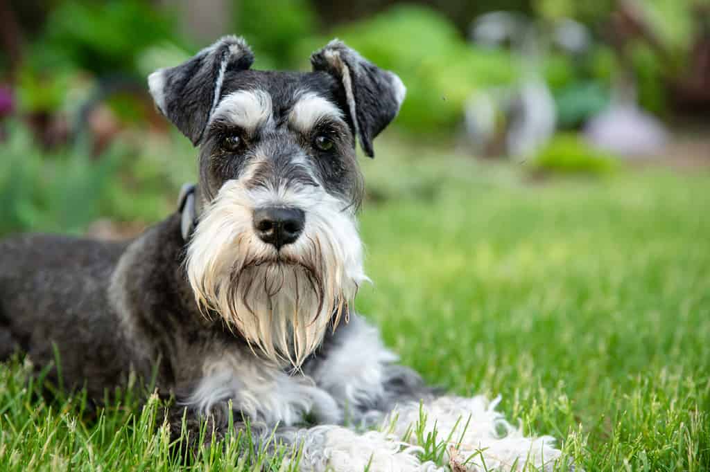 complains about schnauzers - salt and pepper miniature schnauzer laying on green grass looking directly at viewer.