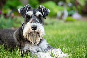 How Smart Are Miniature Schnauzers? Everything We Know About Their Intelligence Picture