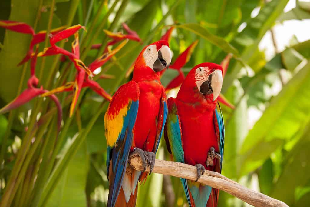 Scarlet macaw parrots on the tree
